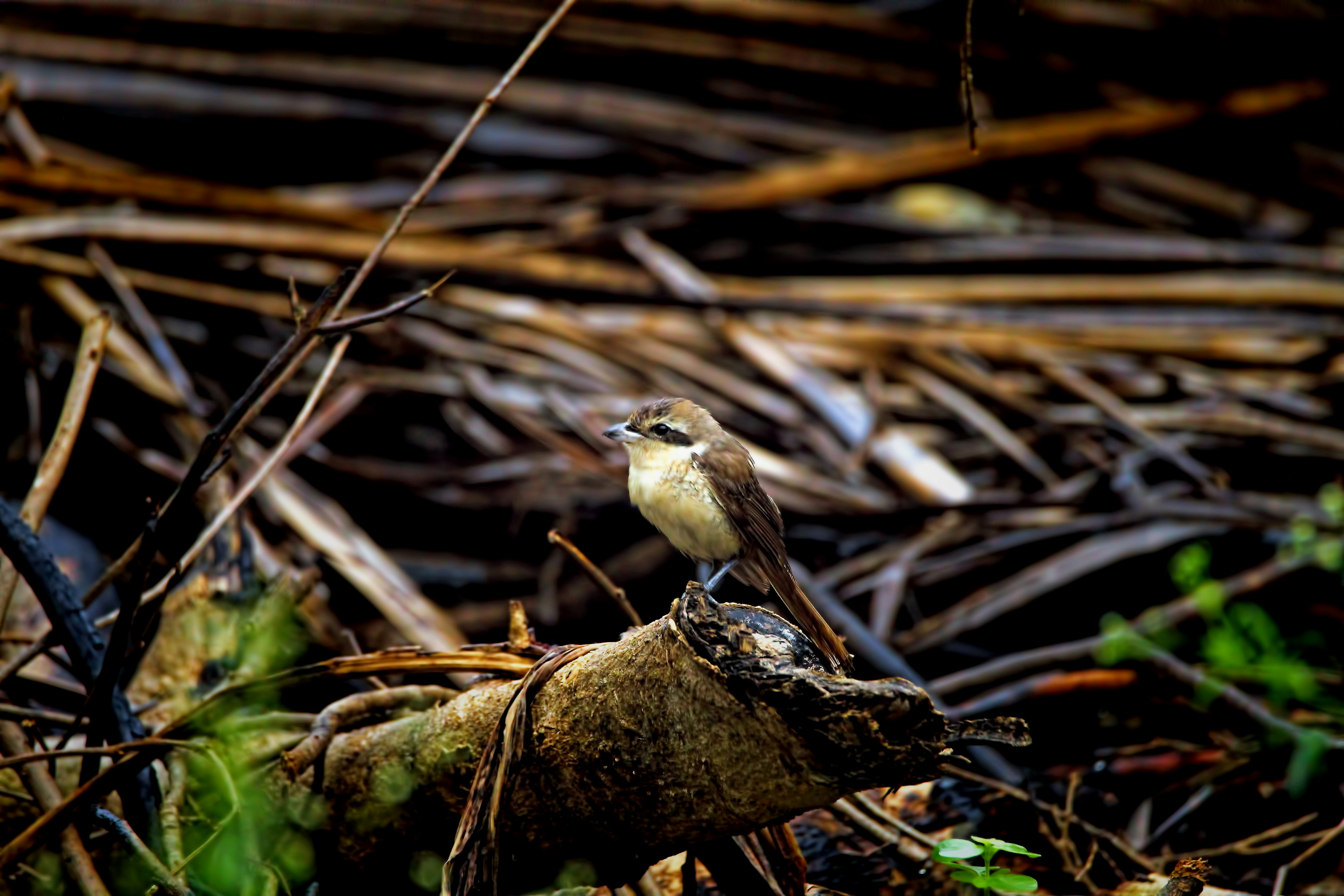 A minimalistic illustration of a country sparrow perched on a branch with dry fruits and leaves around.