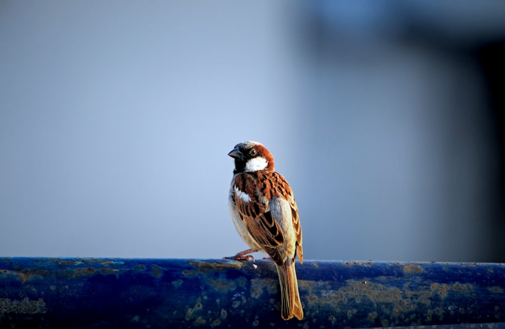 a small bird sitting on top of a blue pipe