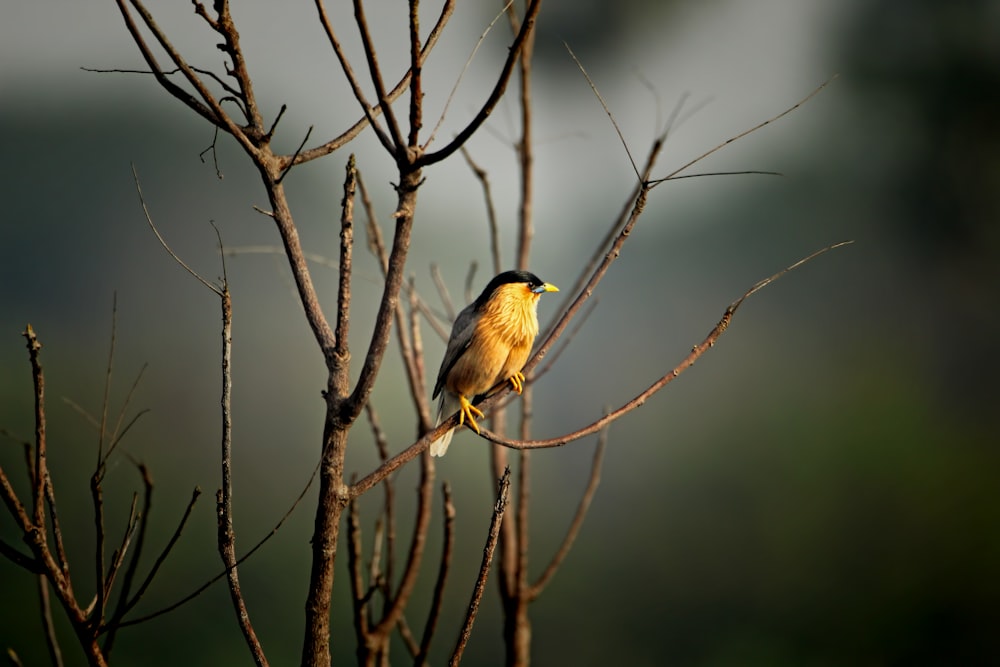 un uccellino appollaiato in cima al ramo di un albero