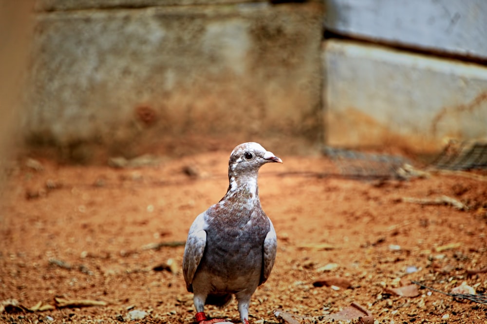 a bird standing on the ground in the dirt
