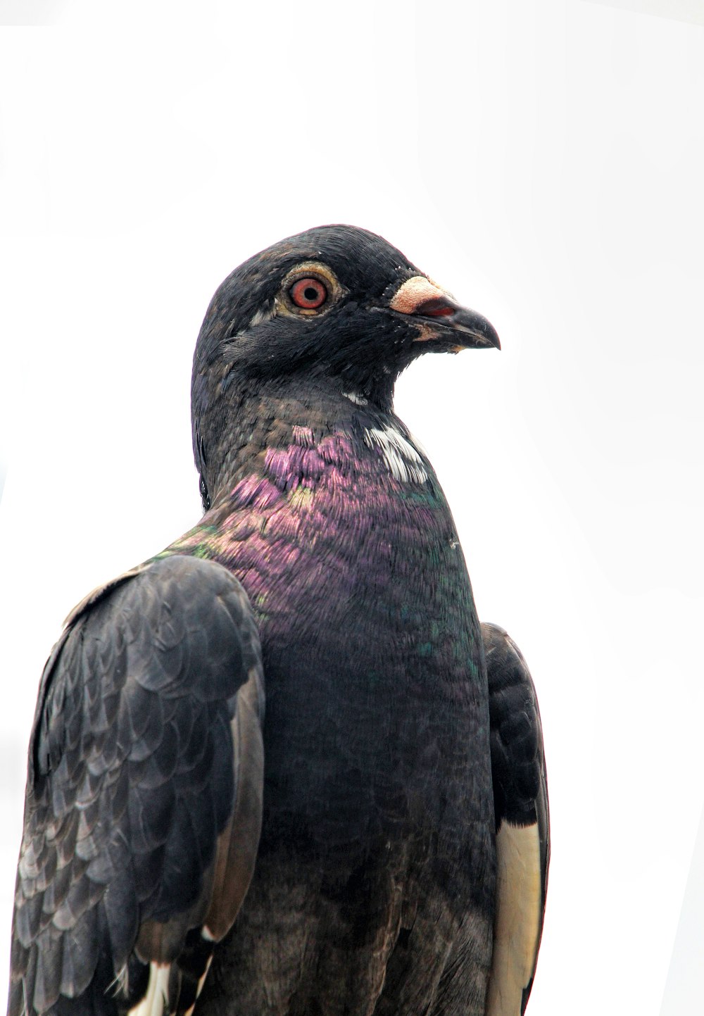 a close up of a bird with a sky background