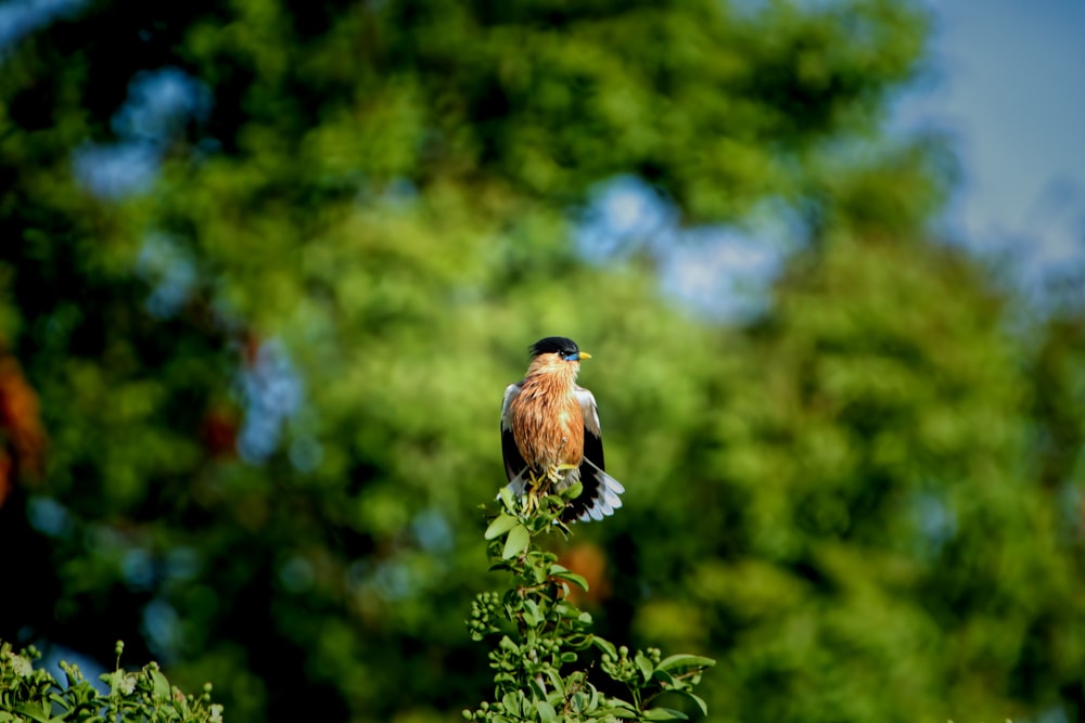 a bird perched on top of a tree branch