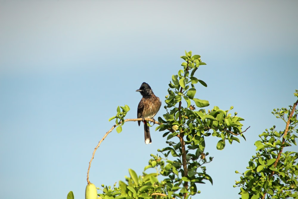 a bird sitting on a branch of a tree