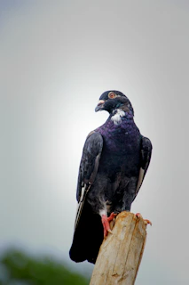 A close-up of a healthy homing pigeon perched on a wooden fence with a clear blue sky background.
