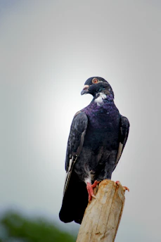 A close-up of a healthy homing pigeon perched on a wooden fence with a clear blue sky background.