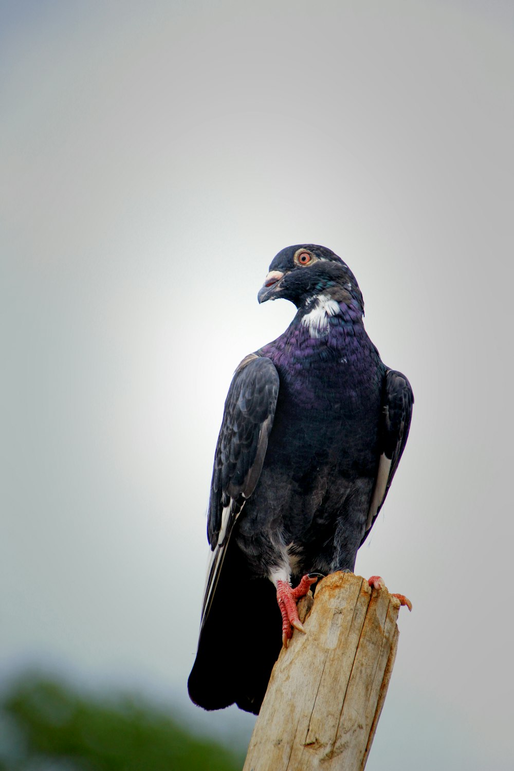 un oiseau noir assis au sommet d’un poteau en bois