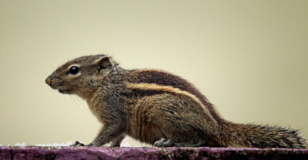 a small rodent sitting on top of a purple surface