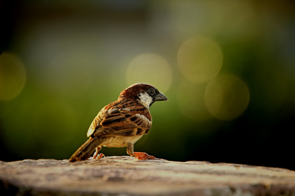 a small bird sitting on top of a piece of wood