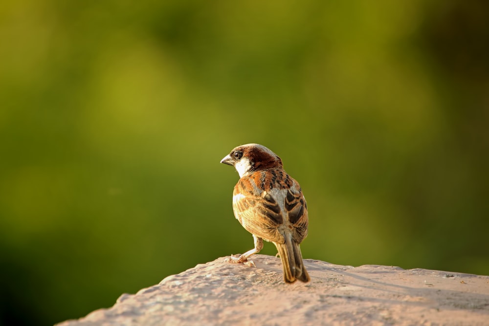 a small bird sitting on top of a rock