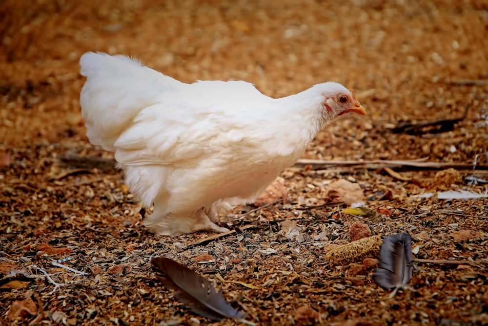 a white chicken standing on top of a pile of leaves