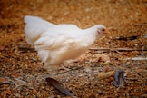a white chicken standing on top of a pile of leaves