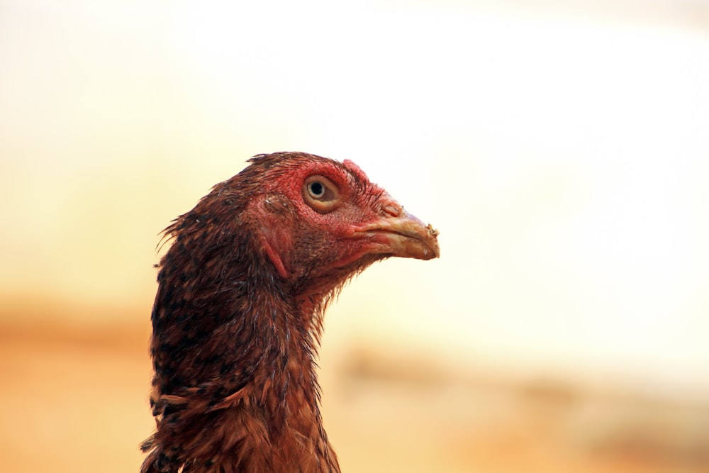 a close up of a bird with a blurry background