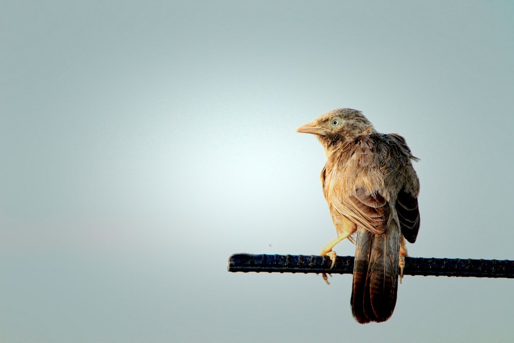 a bird sitting on top of a metal pole