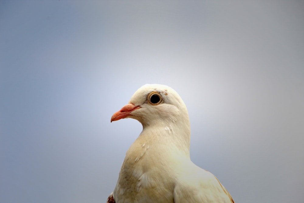 un gros plan d’un oiseau blanc avec un ciel bleu en arrière-plan