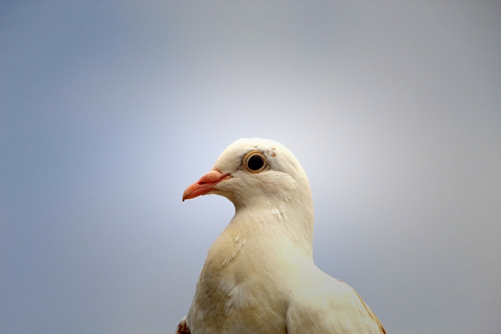 a close up of a white bird with a blue sky in the background