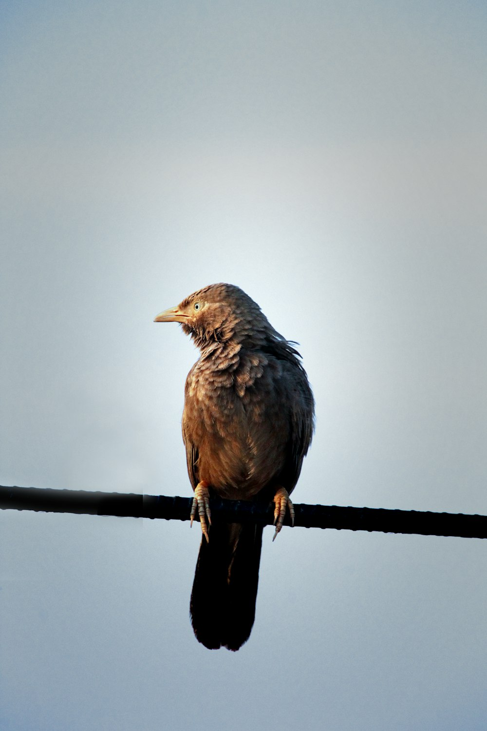 a bird sitting on a wire with a sky background