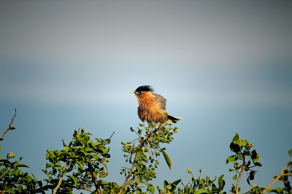 Un pájaro sentado en la cima de la rama de un árbol