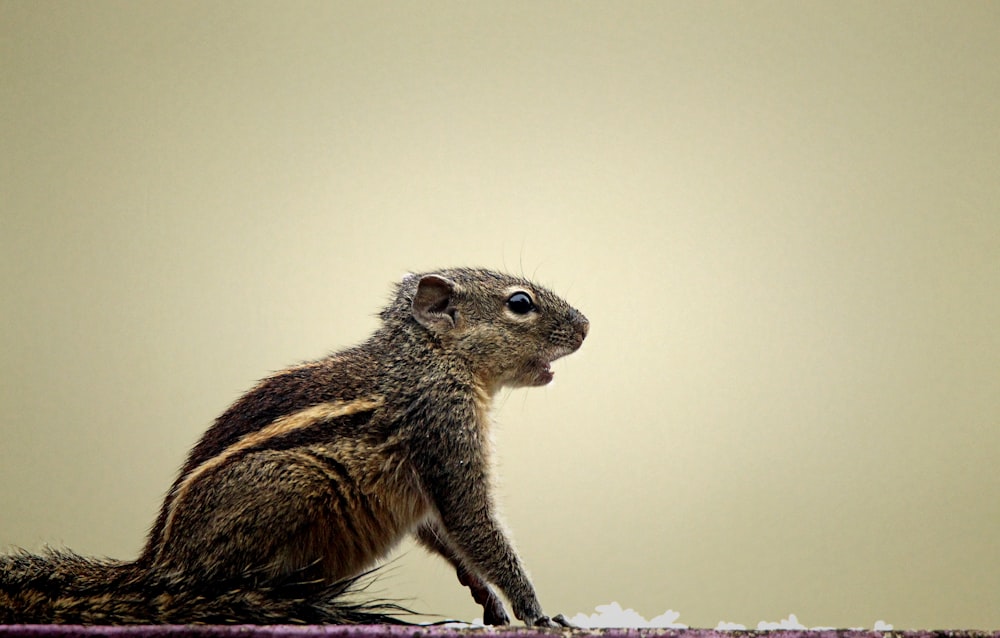 ein kleines Eichhörnchen, das auf einem Tisch sitzt