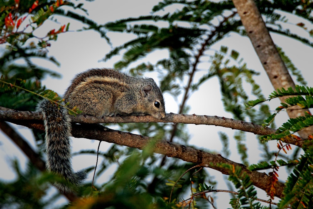 a squirrel sitting on top of a tree branch