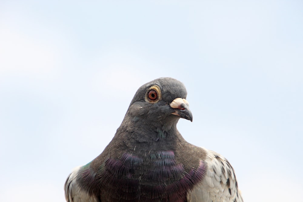 a close up of a pigeon with a sky background
