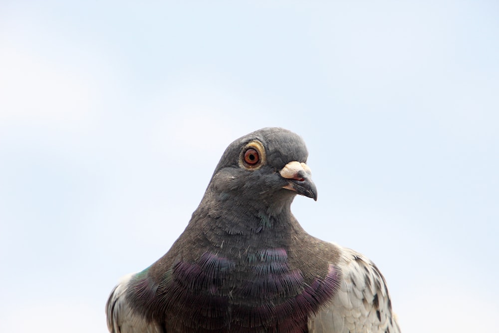 un gros plan d’un pigeon avec un fond de ciel