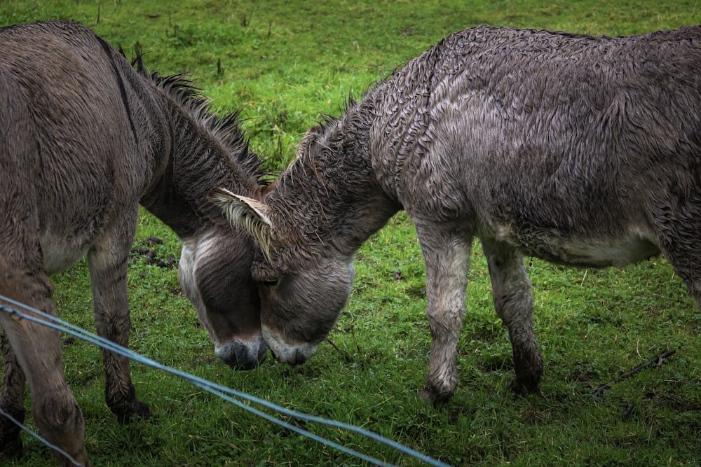 a couple of donkeys that are standing in the grass