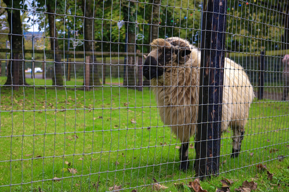 a sheep standing behind a fence in a field