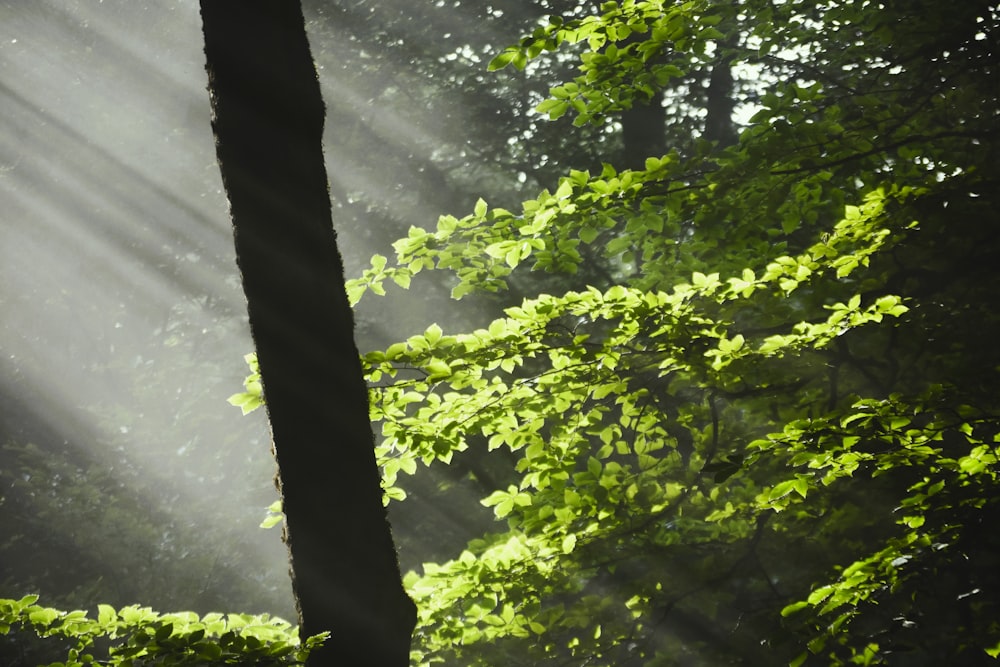 the sun shines through the trees in the forest