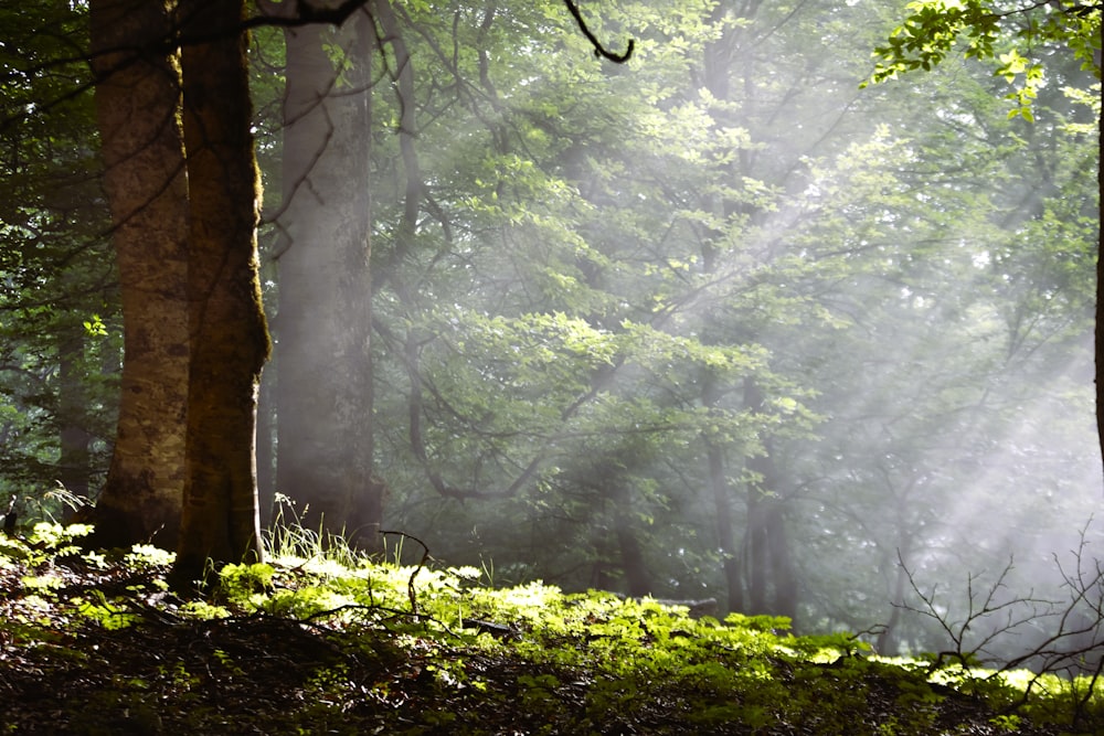 a forest filled with lots of green trees