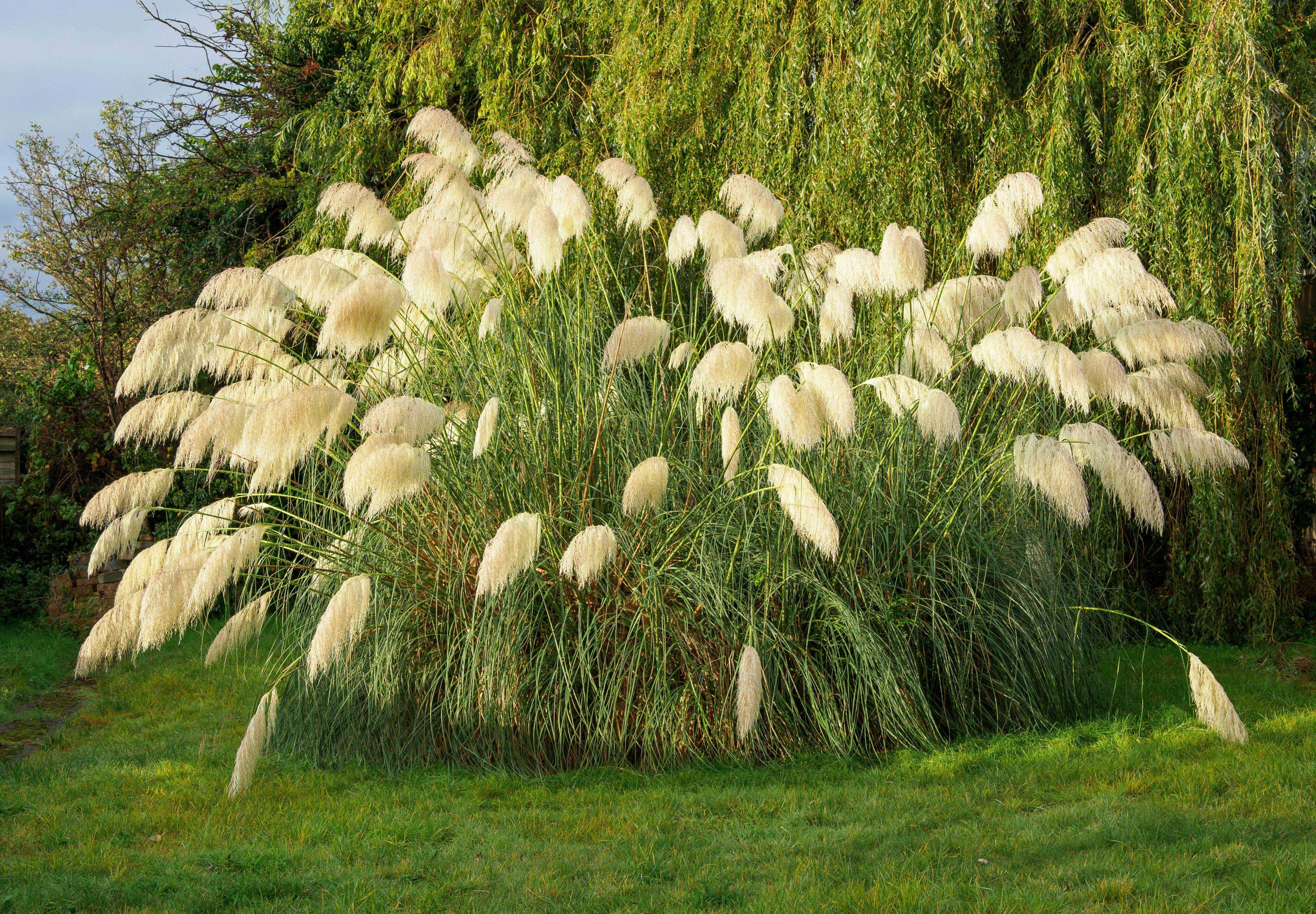 Photo by brett_jordan