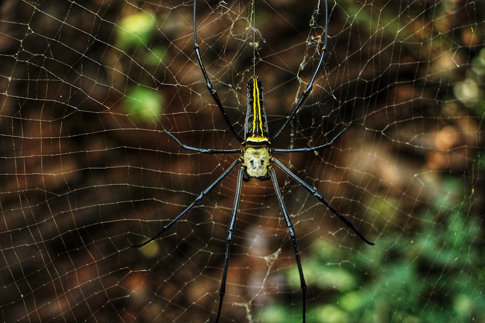 a yellow and black spider sitting on its web