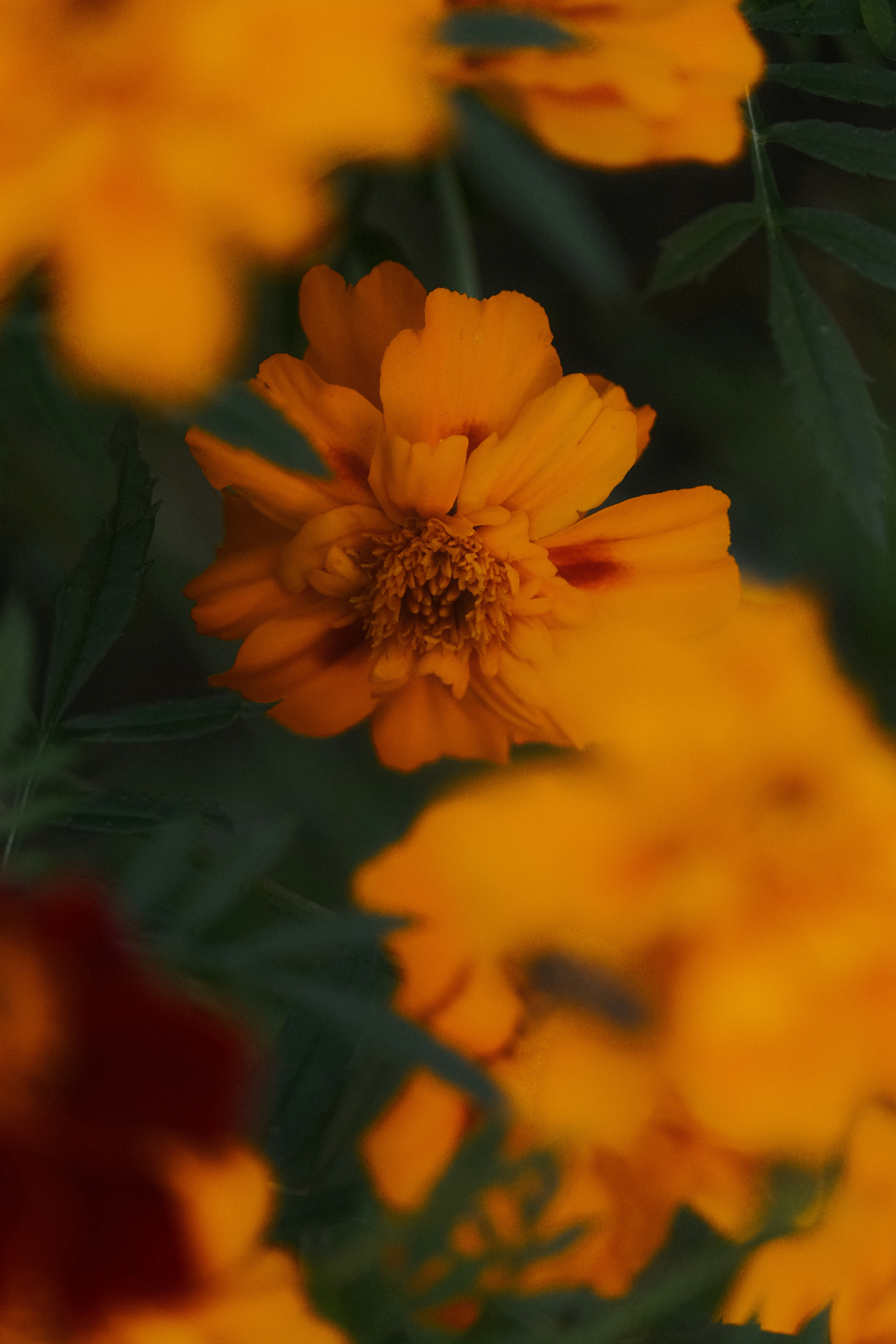 a close up of a yellow flower with green leaves
