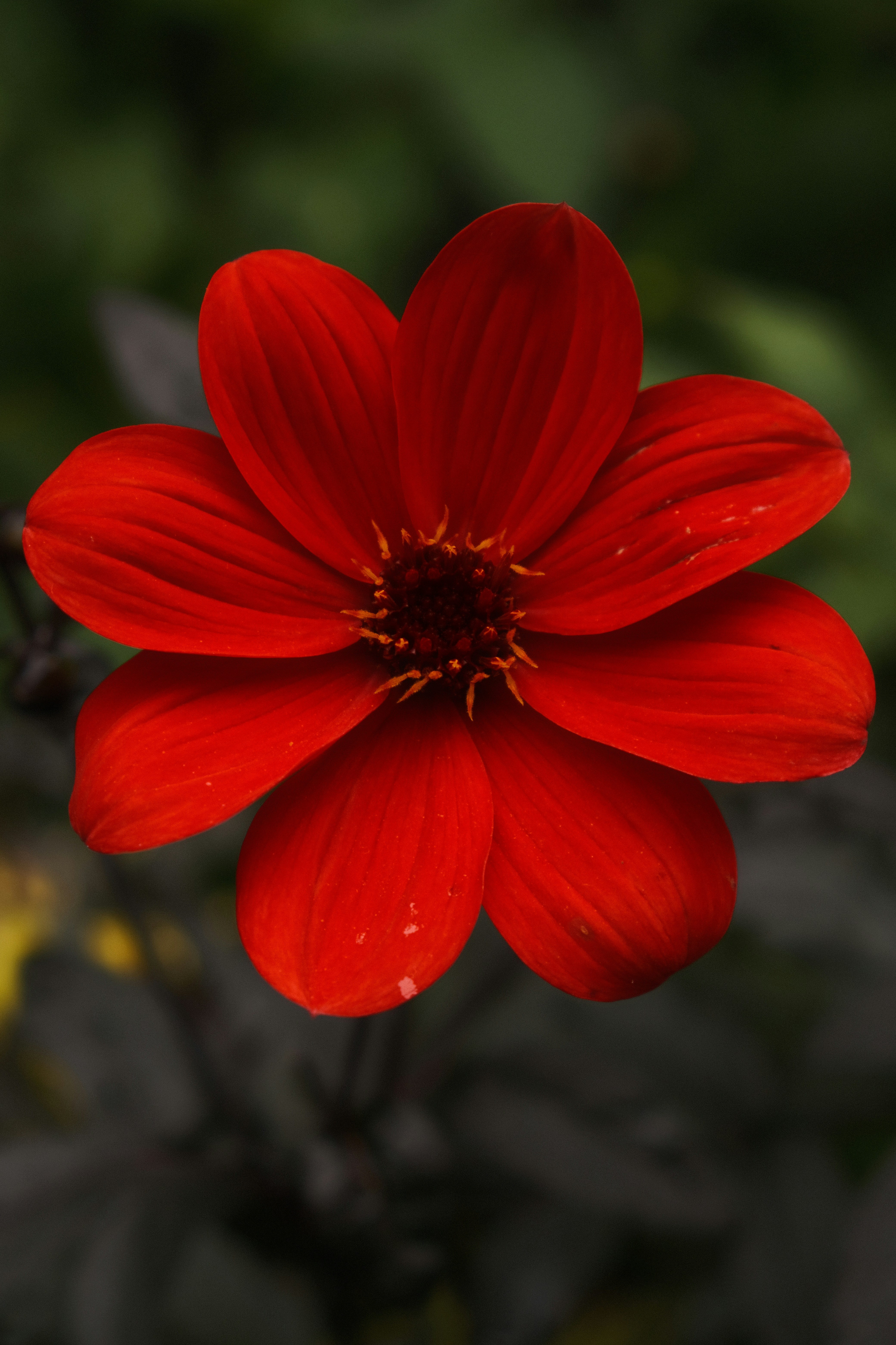 Photo by toriajeanette