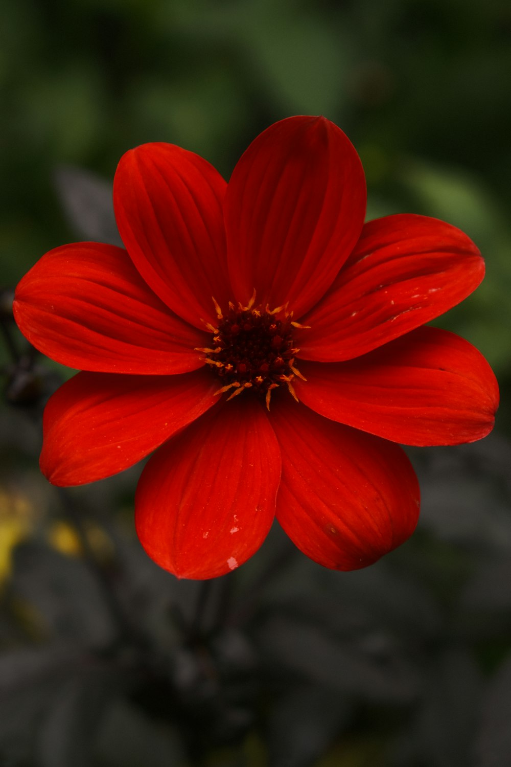 a close up of a red flower with a blurry background