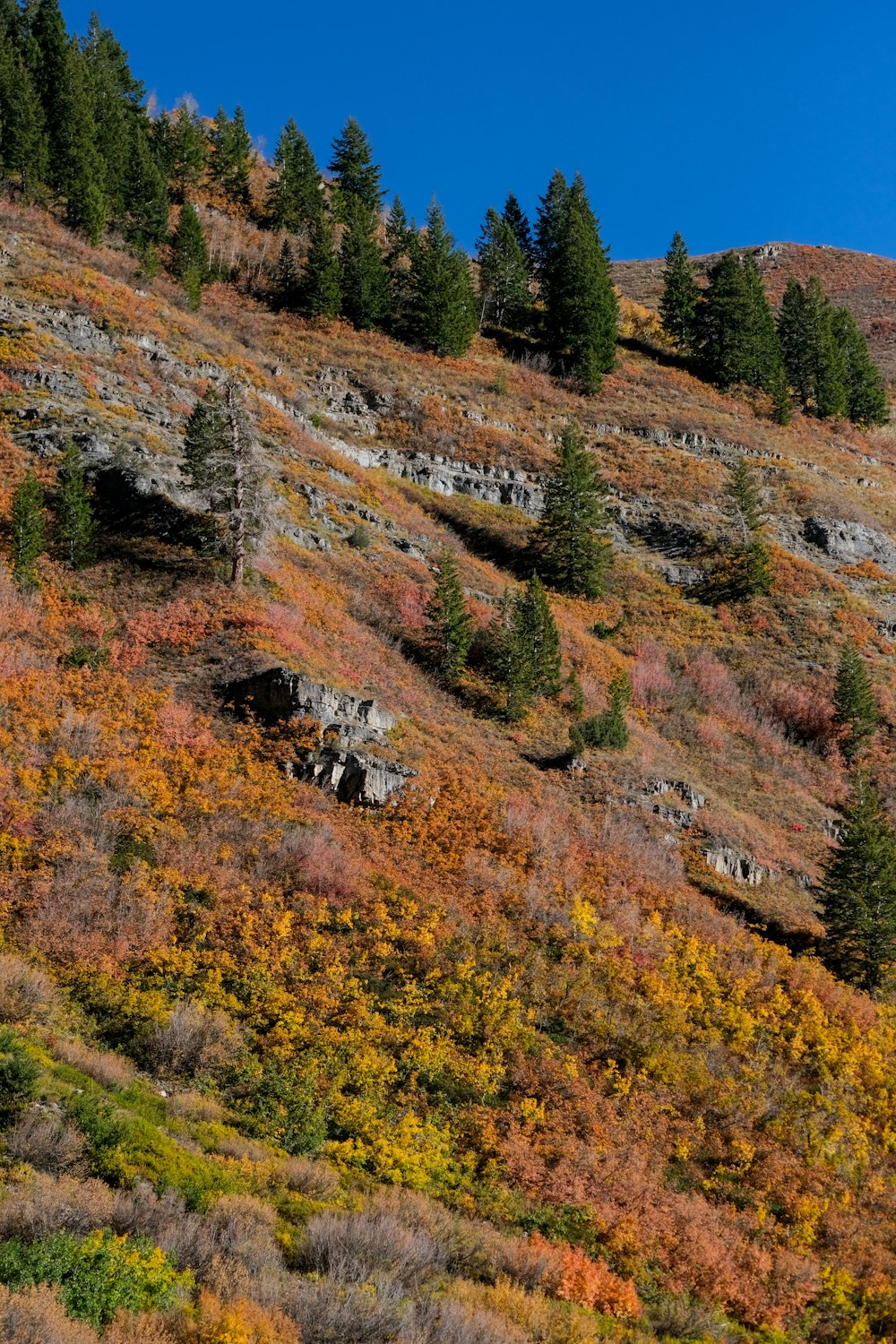 a hillside covered in lots of trees next to a forest