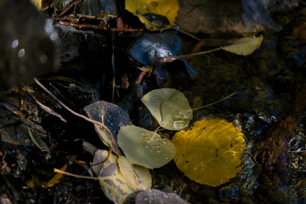 a close up of leaves and water on the ground