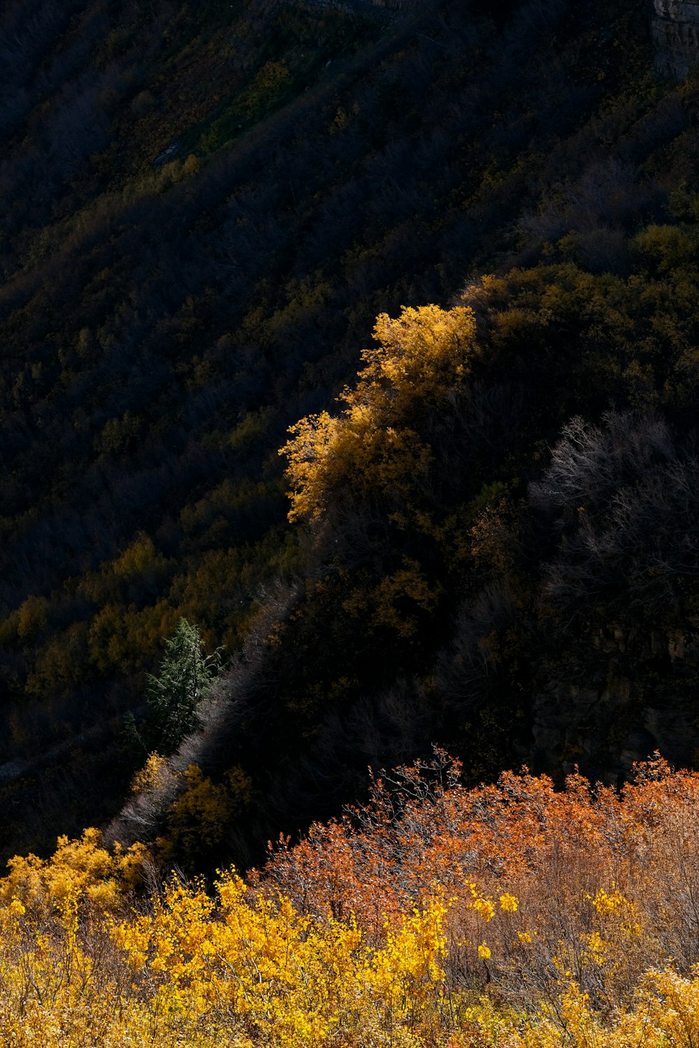 a lone tree in the middle of a field