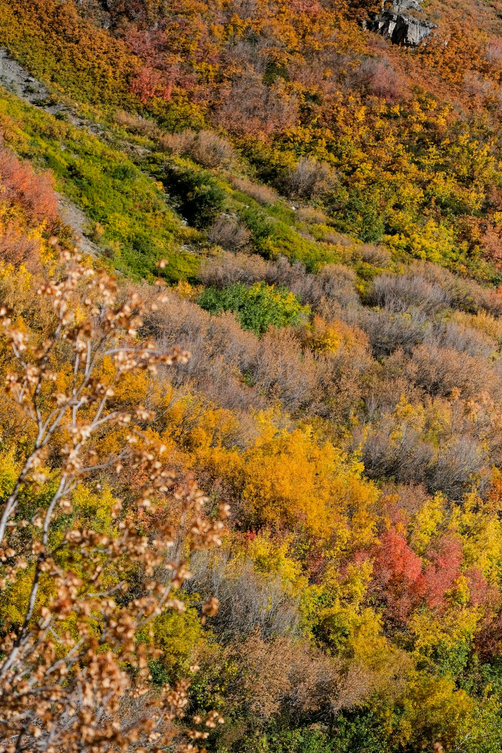 a hillside covered in lots of different colored trees