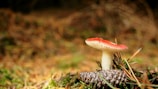A vibrant red-capped mushroom with white gills grows amidst a forest floor covered in pine needles and moss. A pine cone lies nearby, adding textured detail to the natural setting.