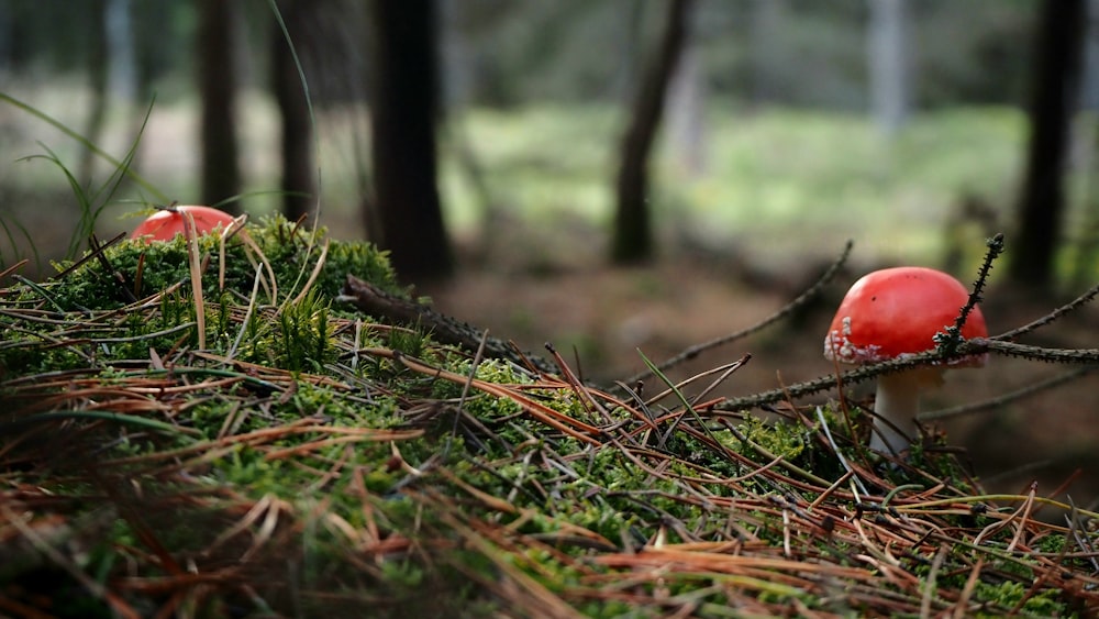 a couple of mushrooms sitting on top of a moss covered forest