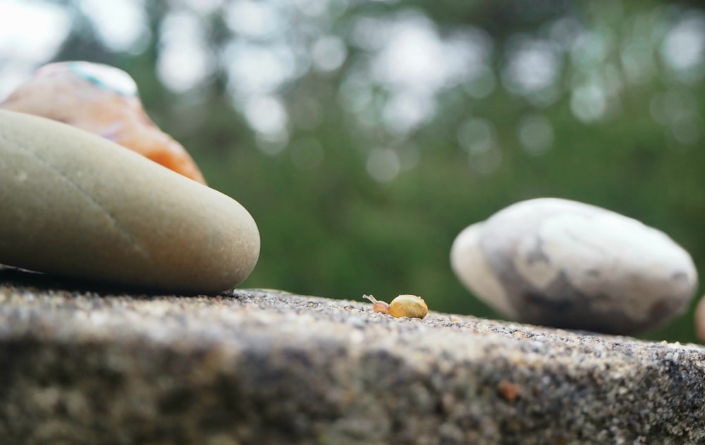 a close up of a small insect on a rock