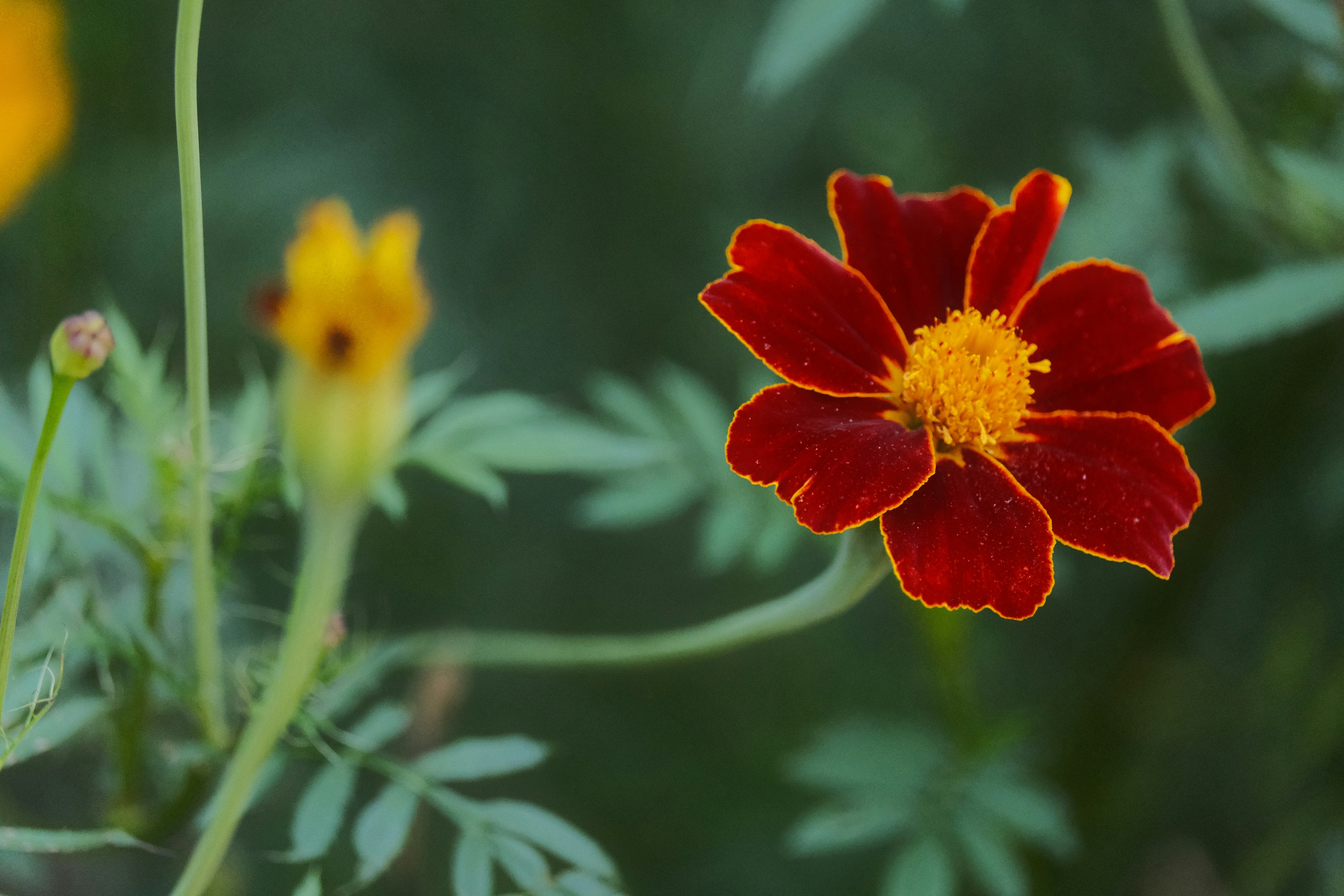 a close up of a red and yellow flower