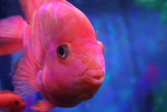 The pink fish team gathered together, smiling and ready to assist customers.