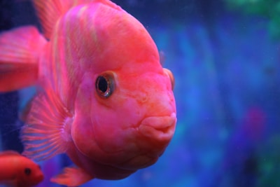 The pink fish team gathered together, smiling and ready to assist customers.