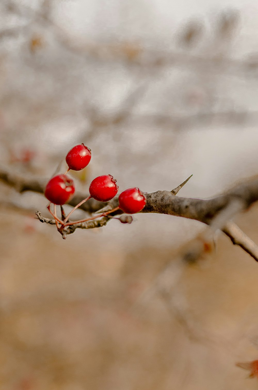 a small branch with some red berries on it