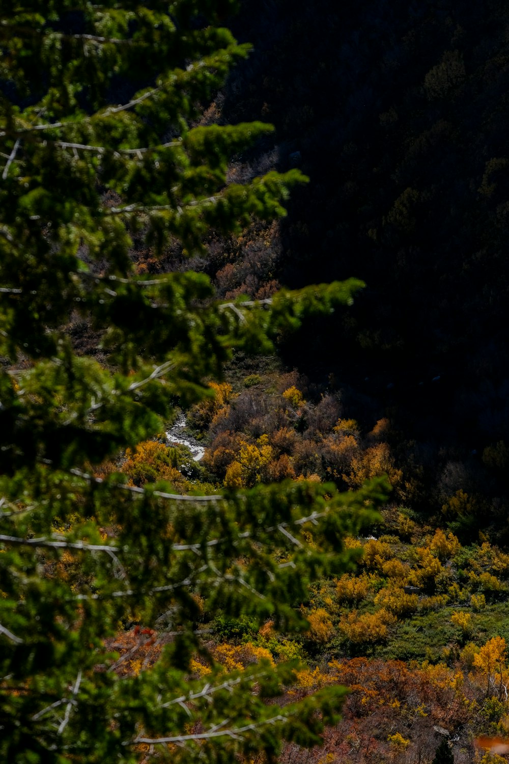 a forest filled with lots of green and yellow trees