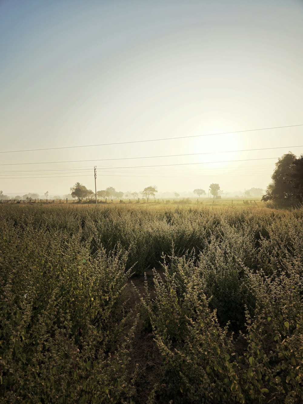 the sun is shining over a field of tall grass