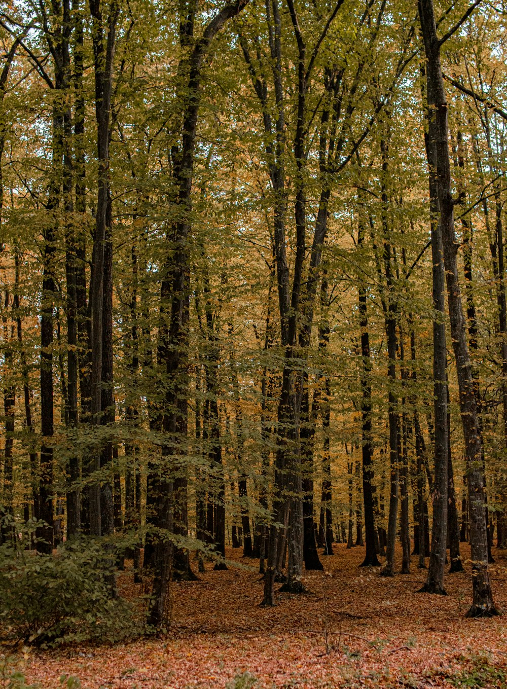 a forest filled with lots of trees covered in leaves