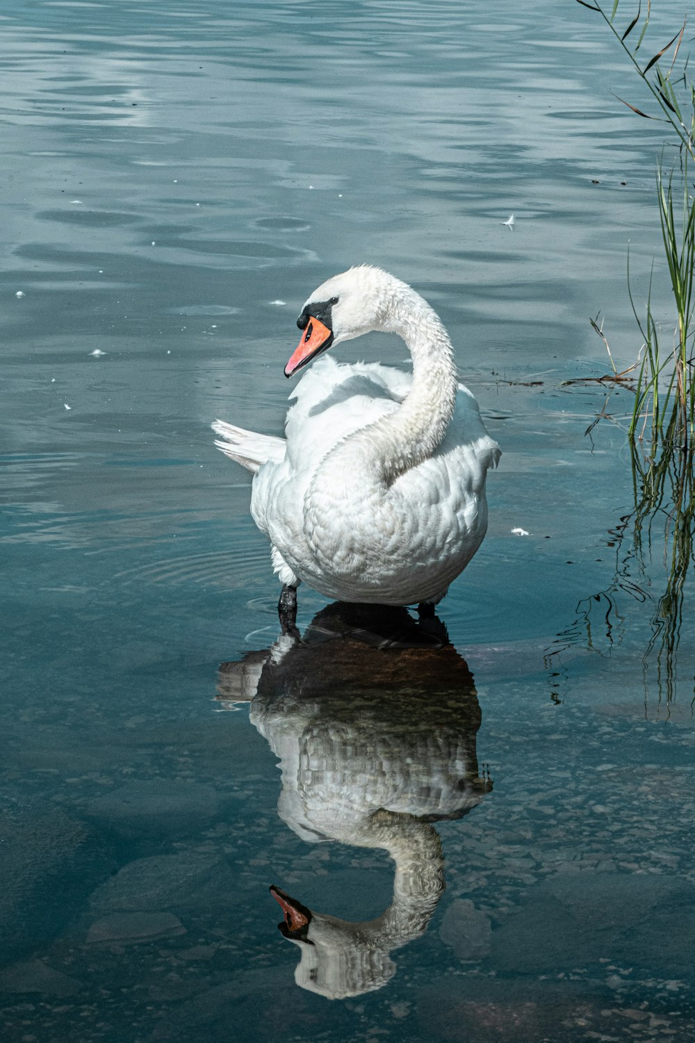 a white swan sitting on top of a body of water