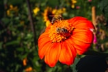 Two bees are collecting nectar from a vibrant orange flower with a rich yellow center. In the background, there is a soft blur of green foliage and hints of other colorful flowers.